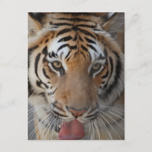 Tiger Kisses Postcard (Front)