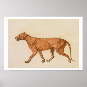 Tiger, Lateral View, Skin Removed, from 'A Compara Poster