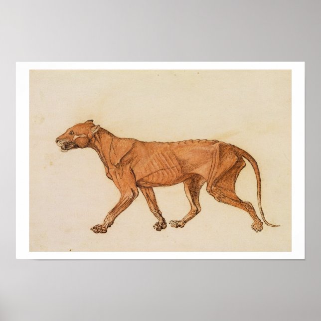 Tiger, Lateral View, Skin Removed, from 'A Compara Poster (Front)