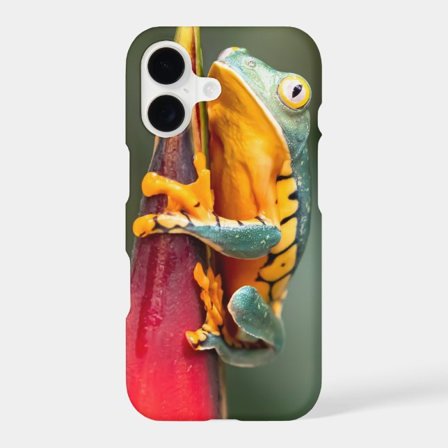 Tiger Legged Monkey Tree Frog Green Orange (Back)