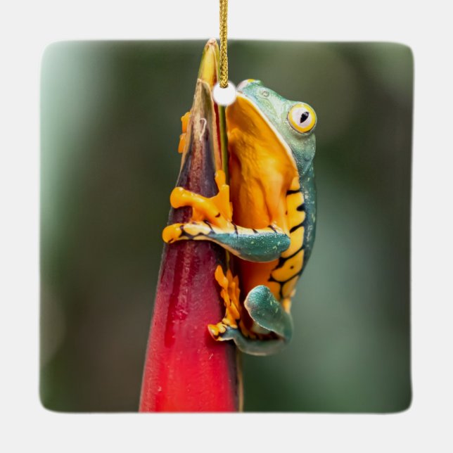 Tiger Legged Monkey Tree Frog Green Orange Ceramic Ornament (Back)