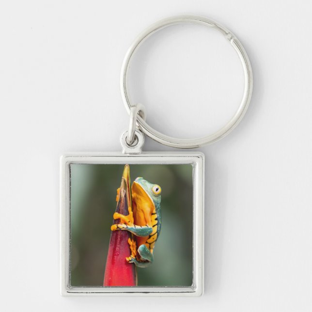 Tiger Legged Monkey Tree Frog Green Orange Key Ring (Front)