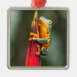 Tiger Legged Monkey Tree Frog Green Orange Metal Ornament