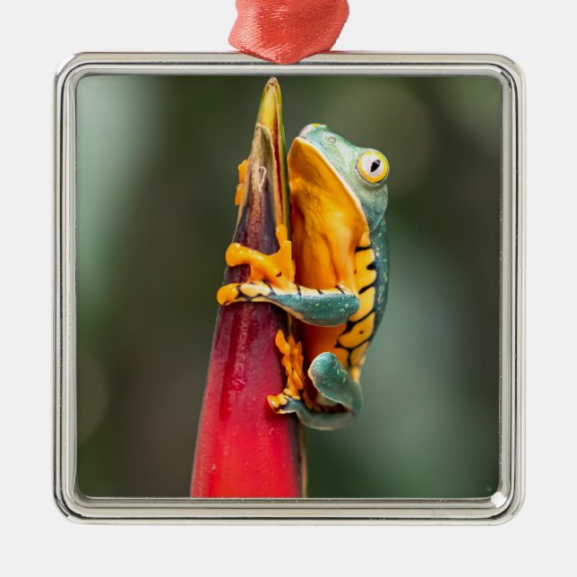 Tiger Legged Monkey Tree Frog Green Orange Metal Ornament (Front)