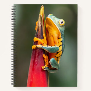 Tiger Legged Monkey Tree Frog Green Orange Notebook