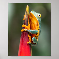 Tiger Legged Monkey Tree Frog Green Orange