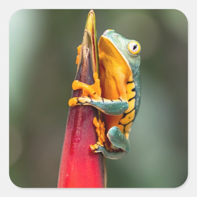 Tiger Legged Monkey Tree Frog Green Orange Square Sticker (Front)