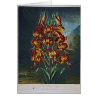 Tiger Lilies