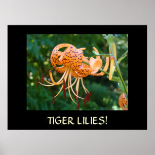 TIGER LILIES Framed Art GIFT Master Gardener Lily Poster