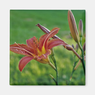 Tiger Lilies Magnet