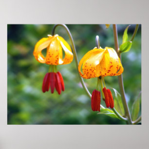 Tiger Lillies Poster