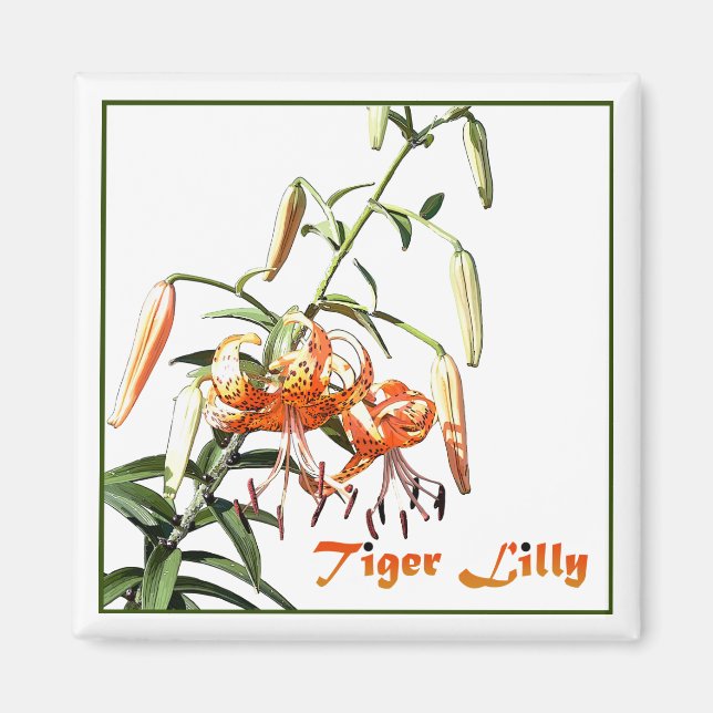 Tiger Lilly Magnet (Front)