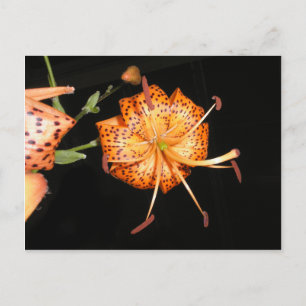 Tiger Lilly on Black Background Postcard