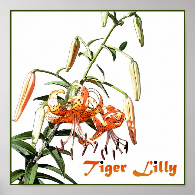 Tiger Lilly Poster (Front)
