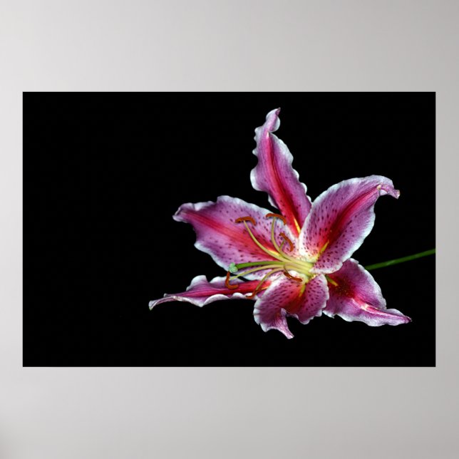 tiger lilly print / poster / canvus - lily flower (Front)