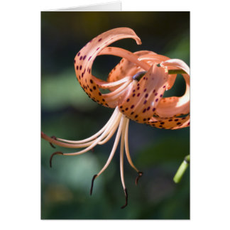 Tiger Lily