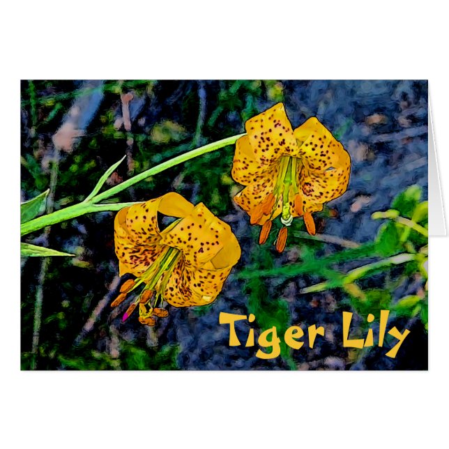 Tiger Lily (Front Horizontal)