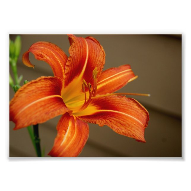 Tiger Lily 5x7 Photographic Print (Front)