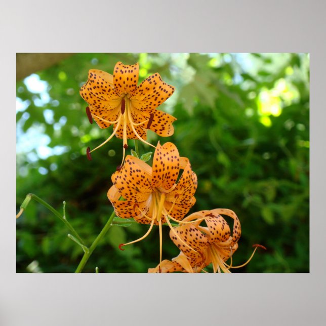 TIGER LILY ART PRINTS Frameed Artwork Lilies (Front)