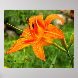 Tiger Lily Botanical Value Poster