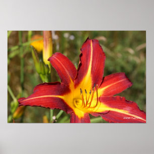 Tiger Lily CloseUp Poster