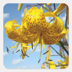 Tiger Lily Flowers stickers Blue Sky Floral seals