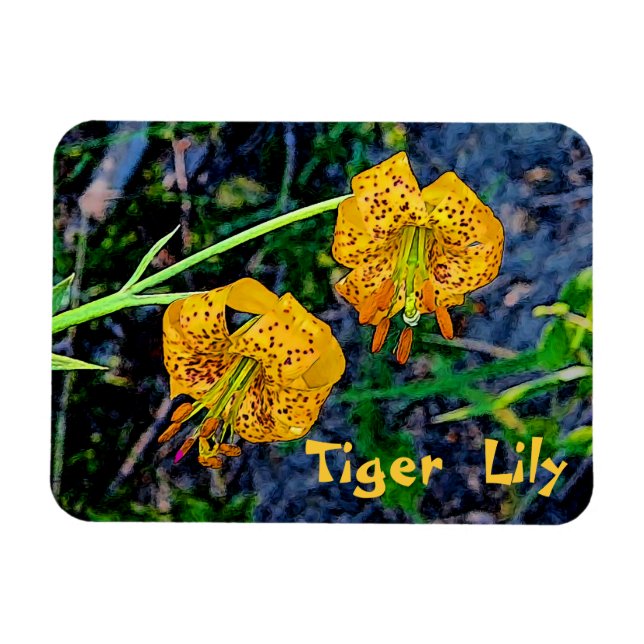 Tiger Lily Magnet (Horizontal)