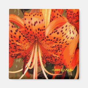 'Tiger Lily' Magnet