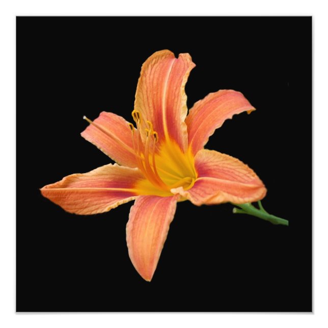 'Tiger Lily' Photographic Print (Front)