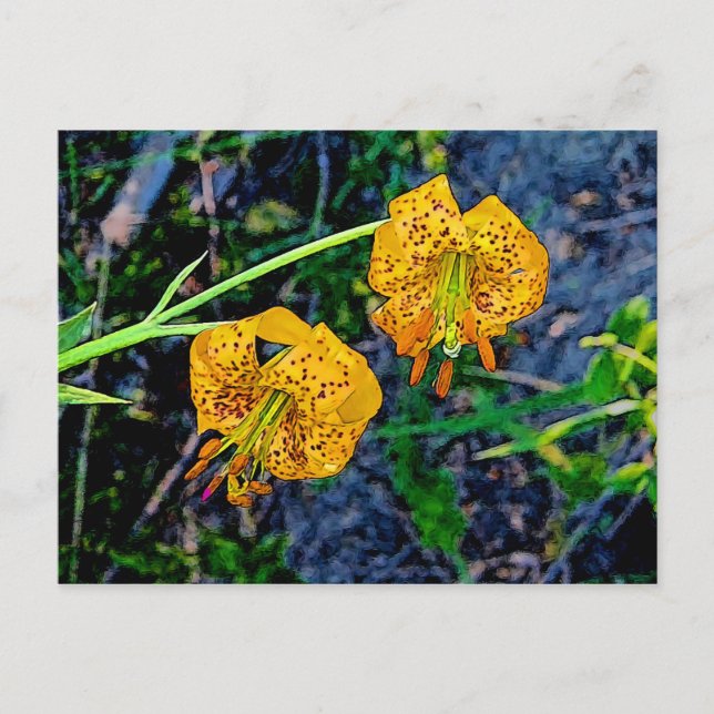 Tiger Lily Postcard (Front)