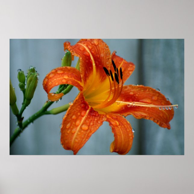 Tiger Lily Poster (Front)