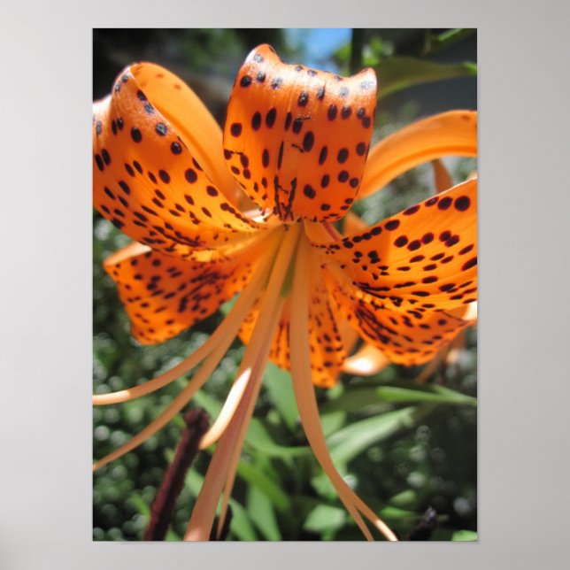 Tiger Lily Poster Print (Front)