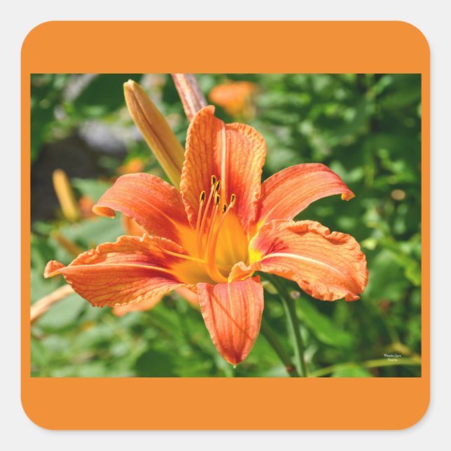 Tiger Lily - Sticker (Front)