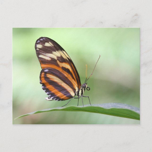 Tiger Long wing Postcard (Front)