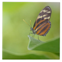 Tiger Longwing butterfly