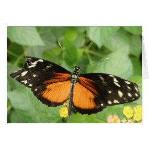 Tiger Longwing Butterfly Greeting Card