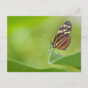 Tiger Longwing butterfly Postcard