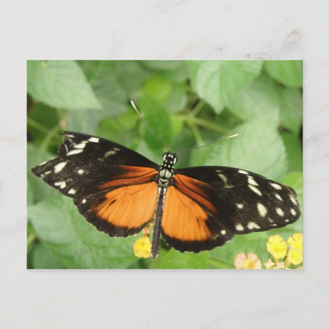 Tiger Longwing Butterfly Postcard (Front)