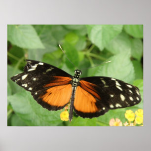 Tiger Longwing Butterfly Print