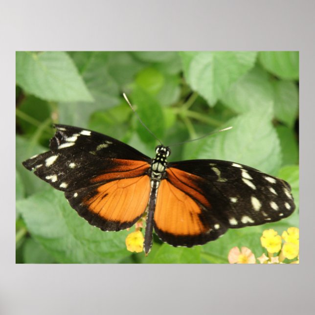 Tiger Longwing Butterfly Print (Front)