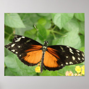 Tiger Longwing Butterfly Print