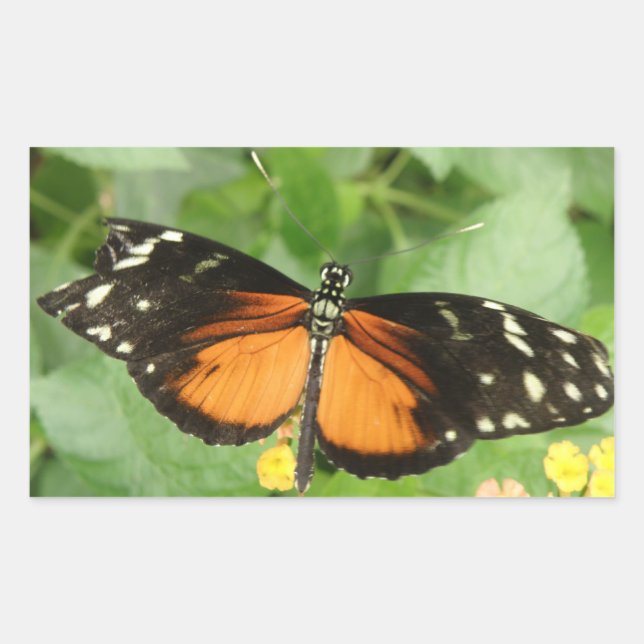 Tiger Longwing Butterfly Stickers (Front)