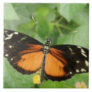 Tiger Longwing Butterfly Tile