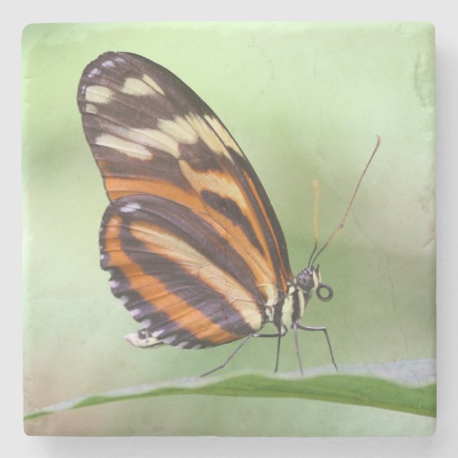 Tiger longwing stone coaster (Front)