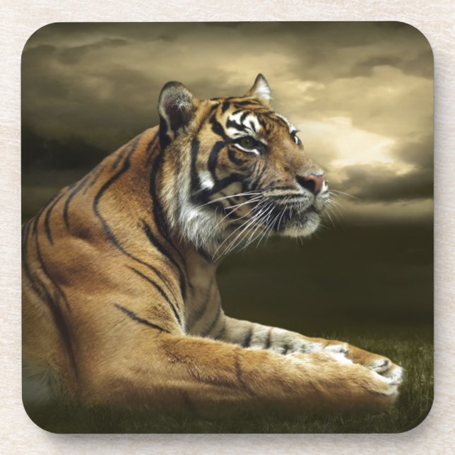 Tiger looking and sitting under dramatic sky coaster (Front)