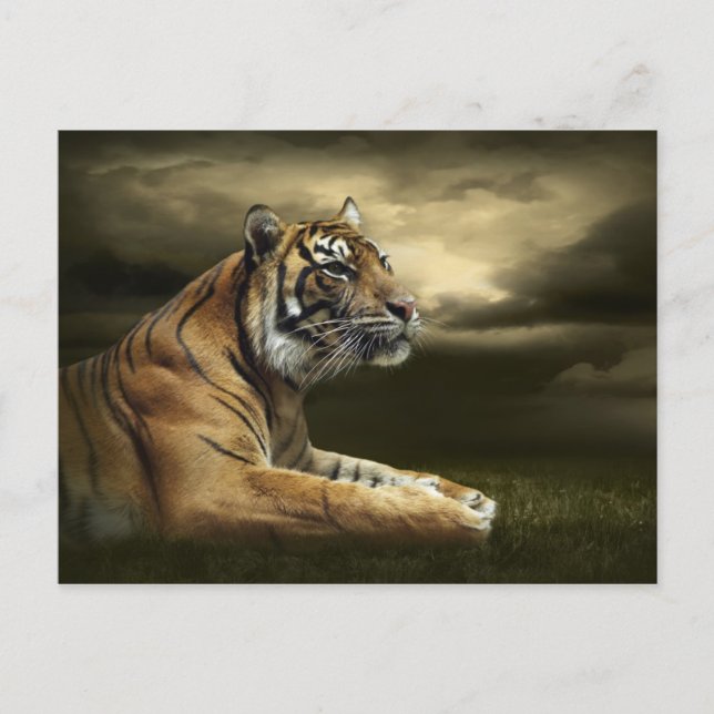 Tiger looking and sitting under dramatic sky postcard (Front)