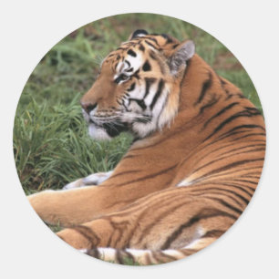 Tiger Lounging in Grass Stickers