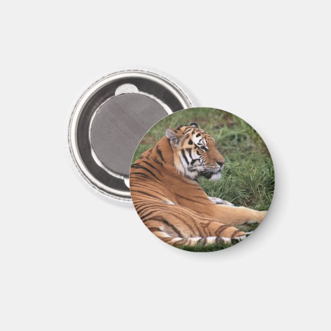 Tiger Lounging Magnet (Front/Back)