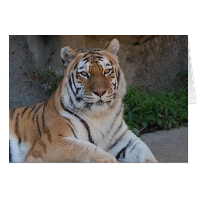 Tiger Love (Front Horizontal)