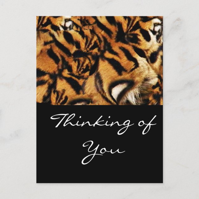 Tiger Love_ Postcard (Front)